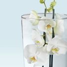 Witte orchidee in vaas