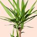 Yucca-Palme | Palmlilien 80cm