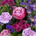 Bouquet du mois
