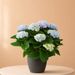 Hydrangea blue | magical revolution