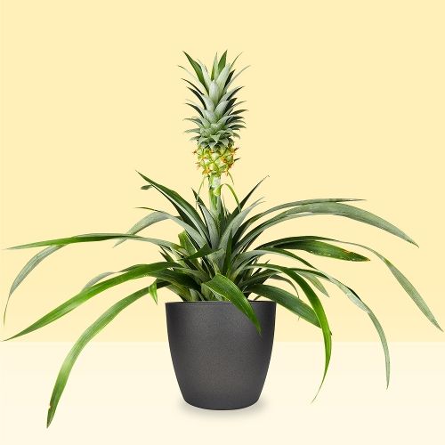 Pineapple plant | Bromeliad