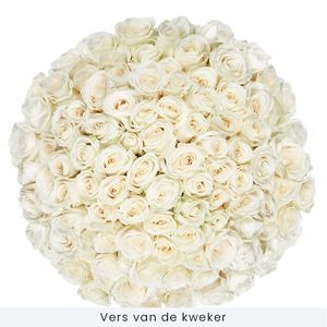 90 witte rozen | kweker