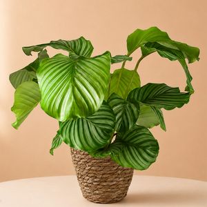 Calathea Orbifolia 60cm