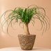 Elephant's foot | Beaucarnea 60cm