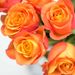 20 Orange Roses (40 cm)
