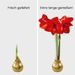 Amaryllis-Wachszwiebel (Goldglitzer)