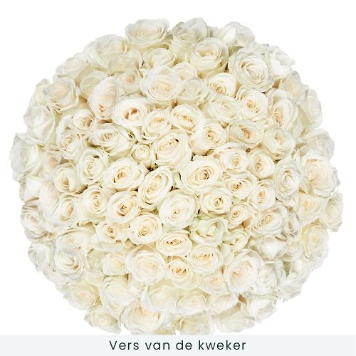 80 white roses | Grower