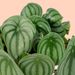 Melonenpflanze | Peperomia argyreia