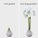 Amaryllis-Wachskugel (weiß)