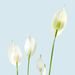 Peace Lily | Spathiphyllum (50-60 cm)