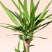 Yucca palm | Palmlily