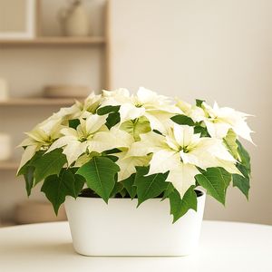 2 White Poinsettias