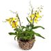 Yellow Oncidium Orchid