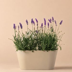 Lavendel paars + gratis duobak taupe