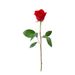 1 red rose