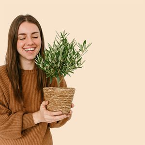 Olive tree shrub 35cm + free basket