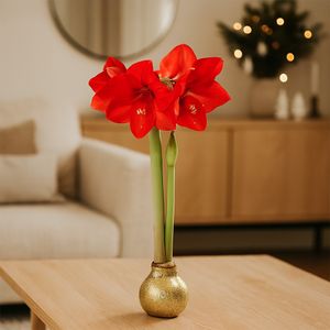 Amaryllis-Wachszwiebel (Goldglitzer)