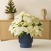 White poinsettia with blue pot