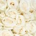 70 white roses | Grower