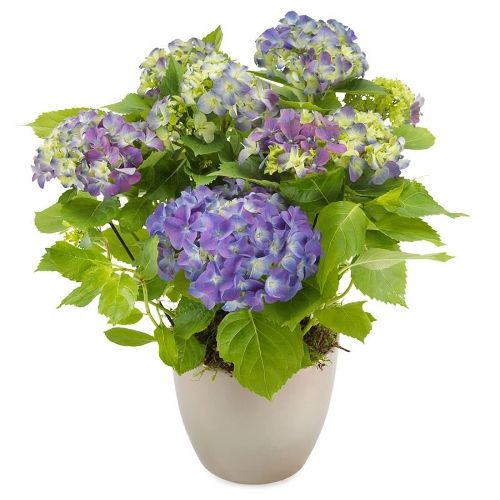 Blauwe Hortensia