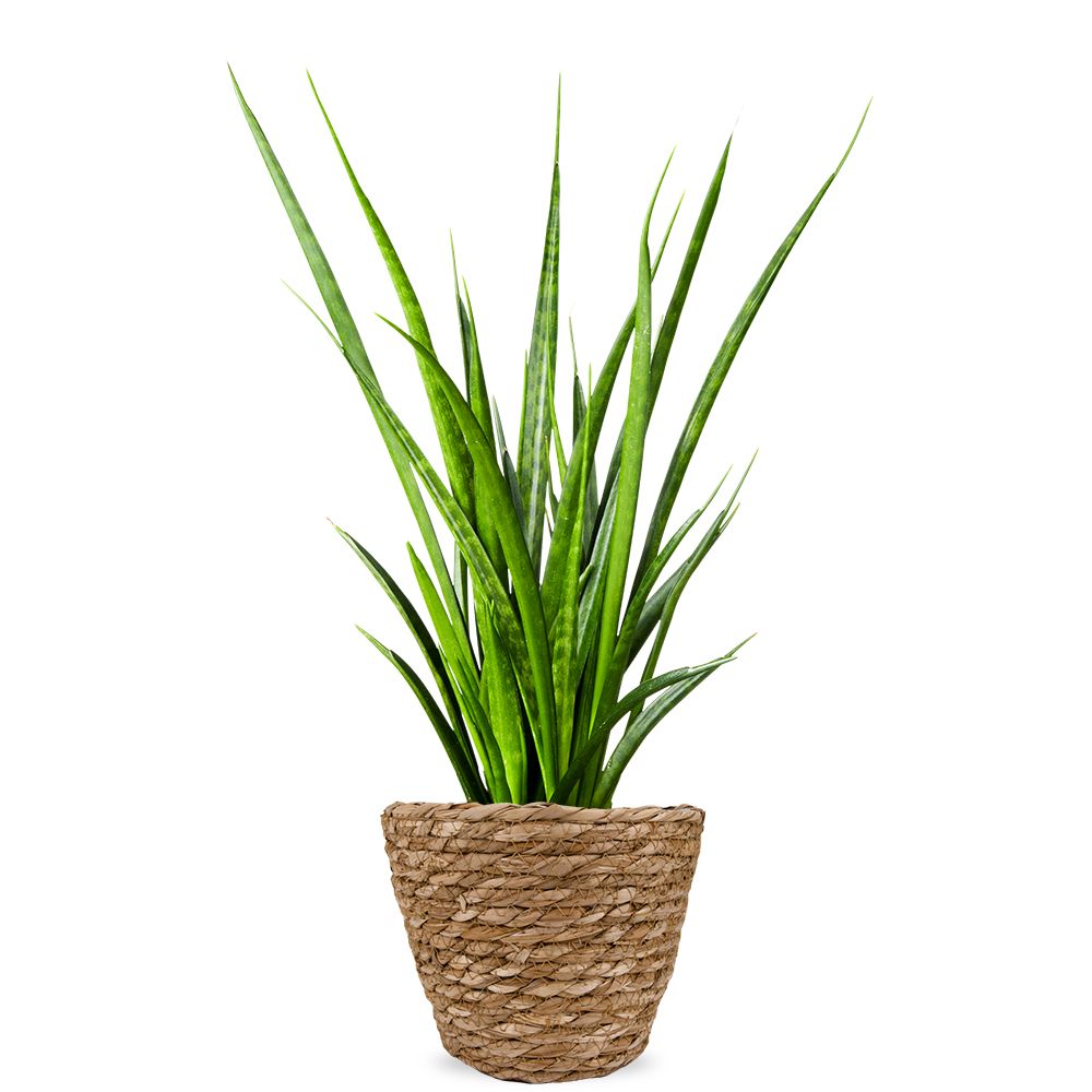 Sanseveria kirkii friends fresh from the grower | Regionsflorist