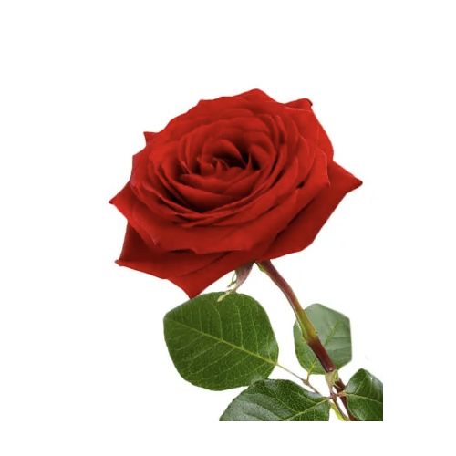 Een enkele losse roos