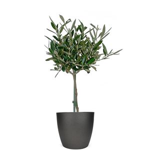 Olijfboom 50 cm + gratis pot