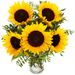 radiant sunflower