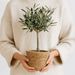Olive tree 50cm + free basket