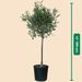 Large olive tree 100cm