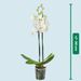 Witte orchidee 60 cm
