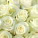 Roses blanches + ours gratuit