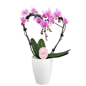 Witte orchidee Hart + gratis pot