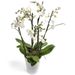 milchweiße Orchidee