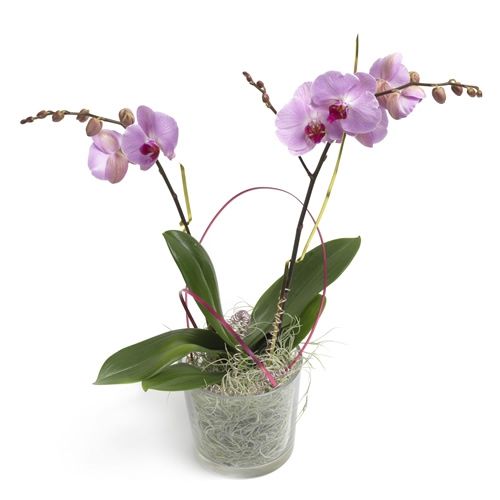 Pink orchid in glass jar delivered in Holland Regiobloemist