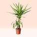 Yucca palm | Palmlily