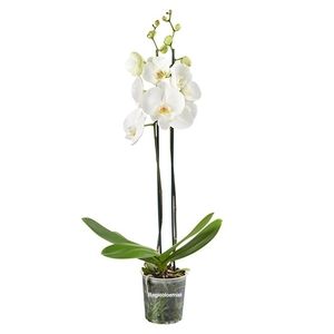 Witte orchidee