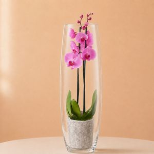 Rosa Orchidee in Vase
