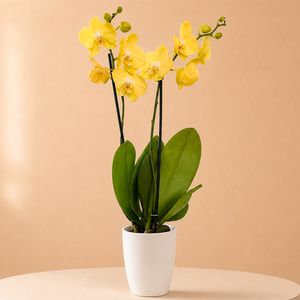 Gele orchidee