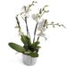 milchweiße Orchidee