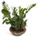 Zamioculcas