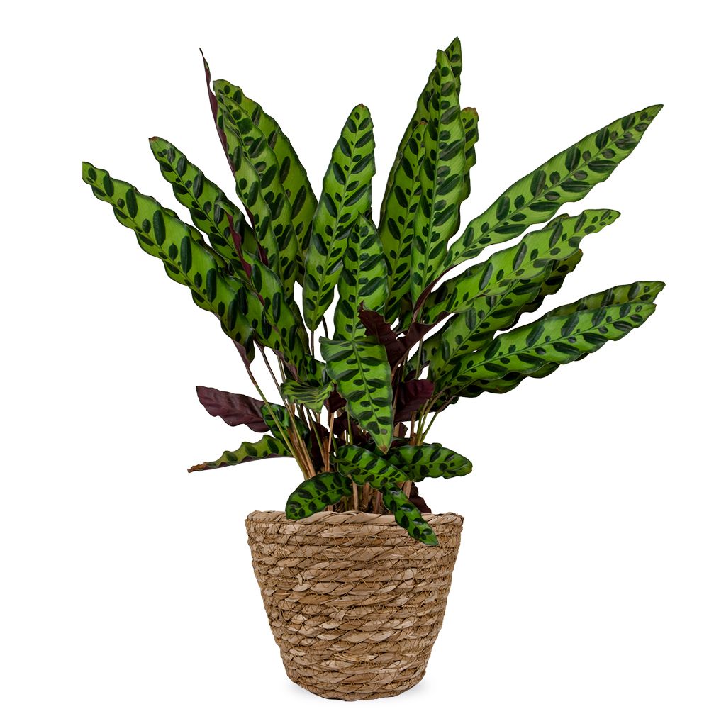 Pfeilwurz | Calathea lancifolia 65cm - frisch vom Zchter bestellen