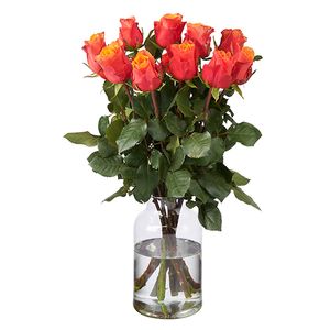 10 Oranje Rozen premium