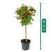 Elegant tree rose red