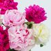 15 witte en roze pioenrozen