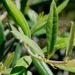 Olive tree 50cm + free planter