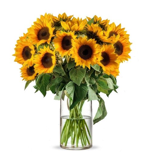 20 Sonnenblumen