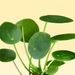Pancake plant | Pilea peperomioides