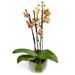 Dromerige Orchidee