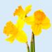 2 Daffodils + free duopot